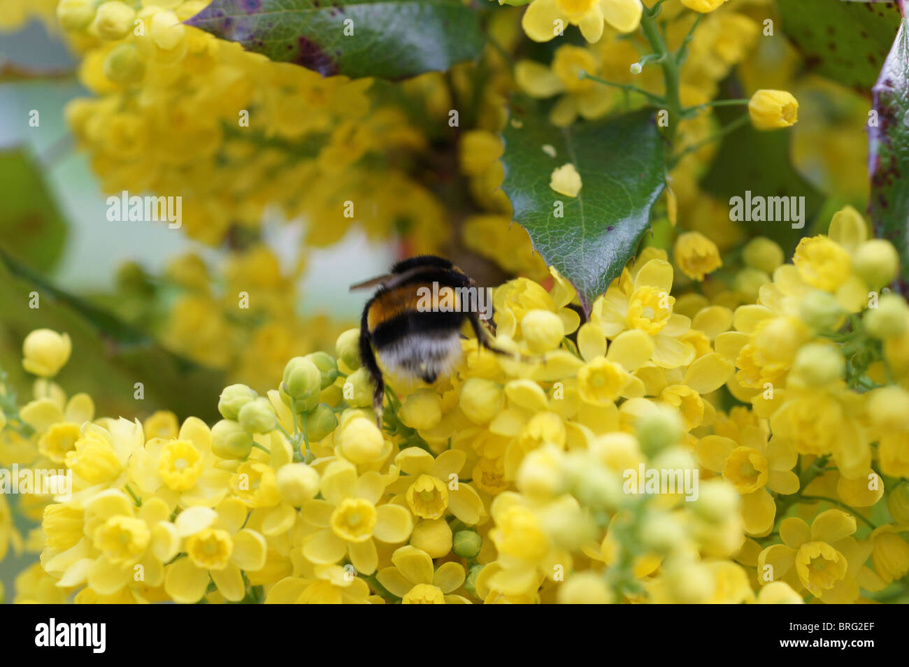 Bumblebee e Unione Holly in stolto bloom Foto Stock