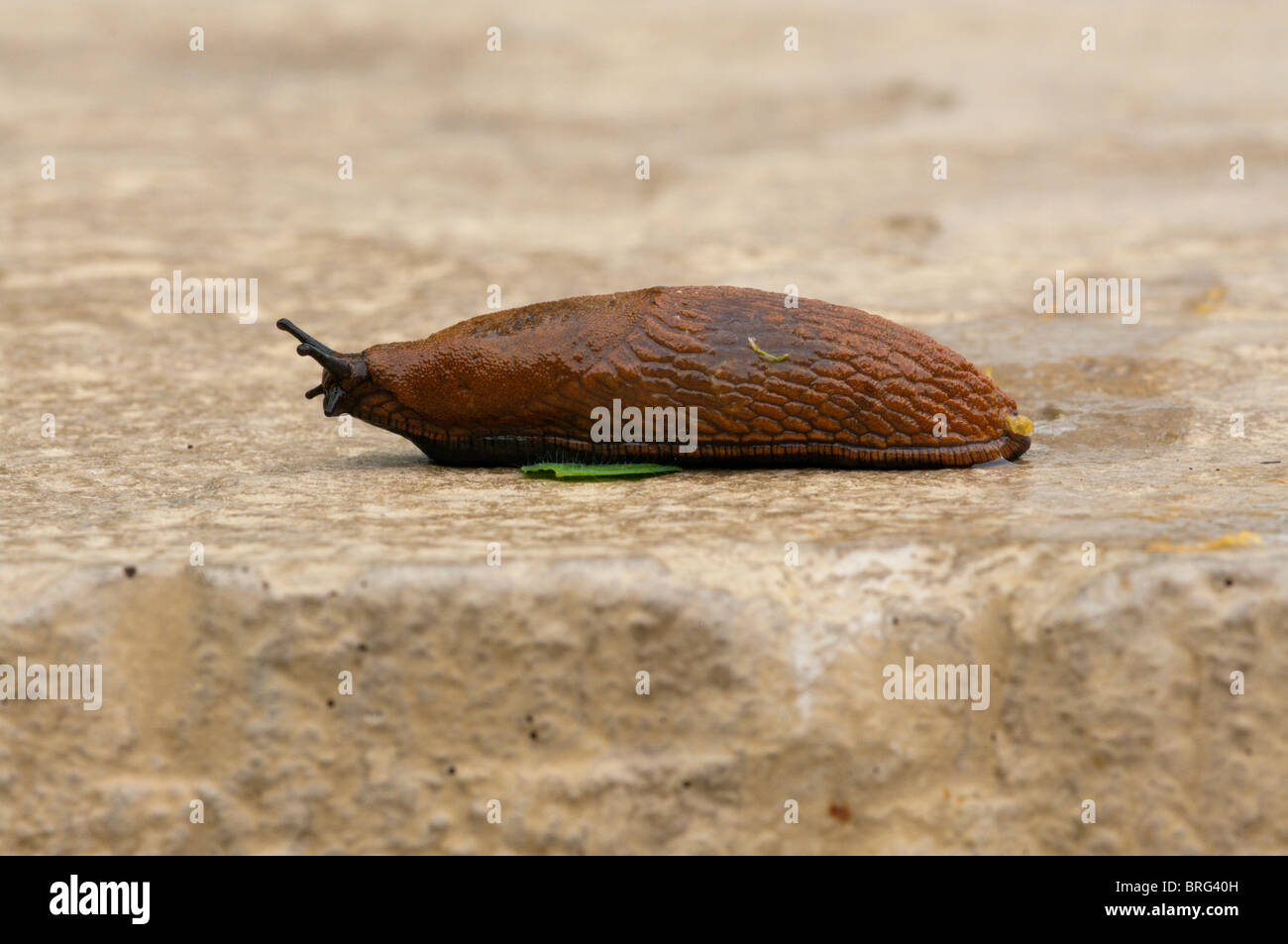 Uno slug va per la sua strada su una pietra sur4face Foto Stock