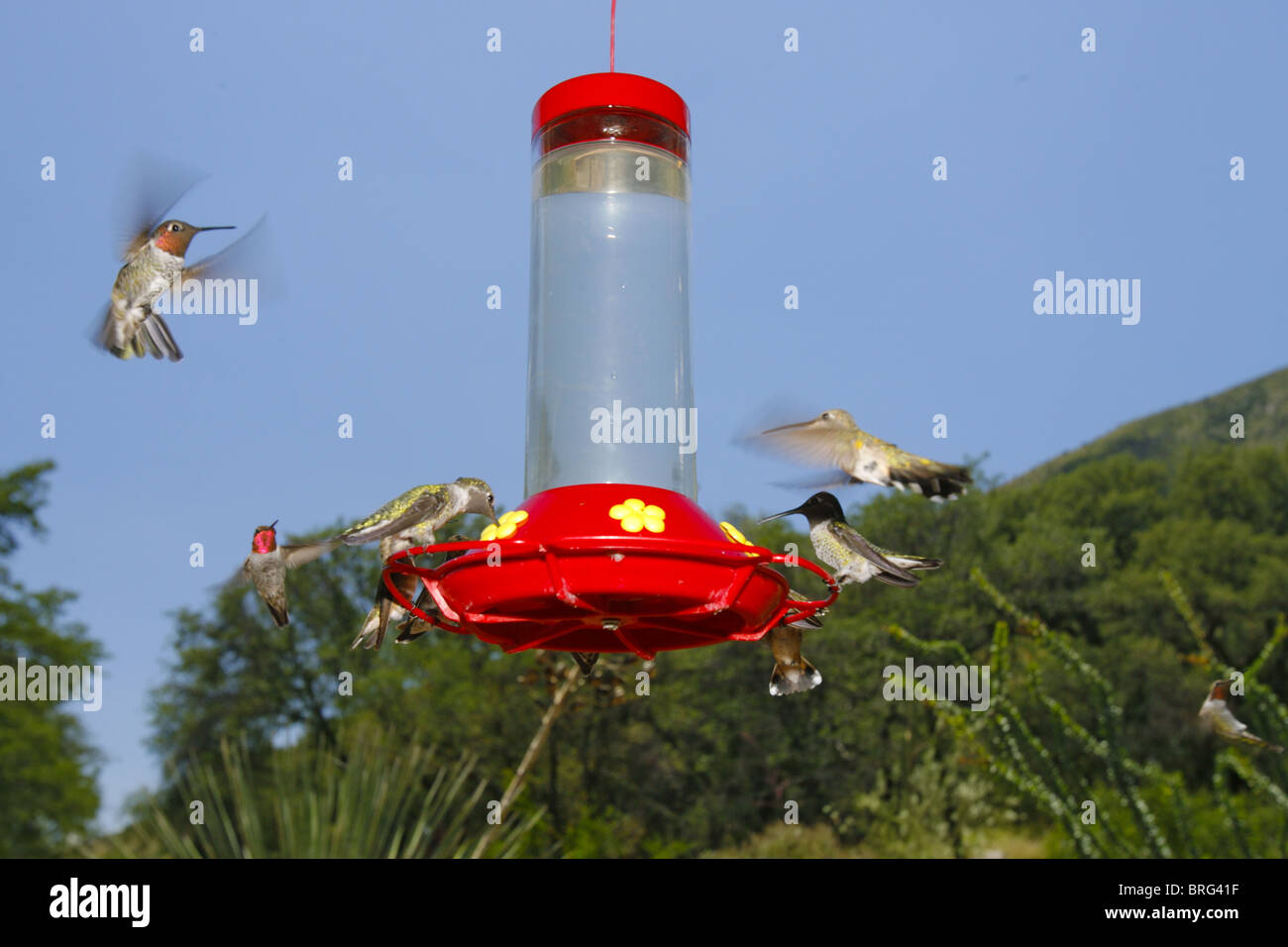 Colibrì (prevalentemente di Anna [Calypte anna]) visitando un colibrì alimentatore in montagne Huachuca, Arizona, Stati Uniti. Foto Stock