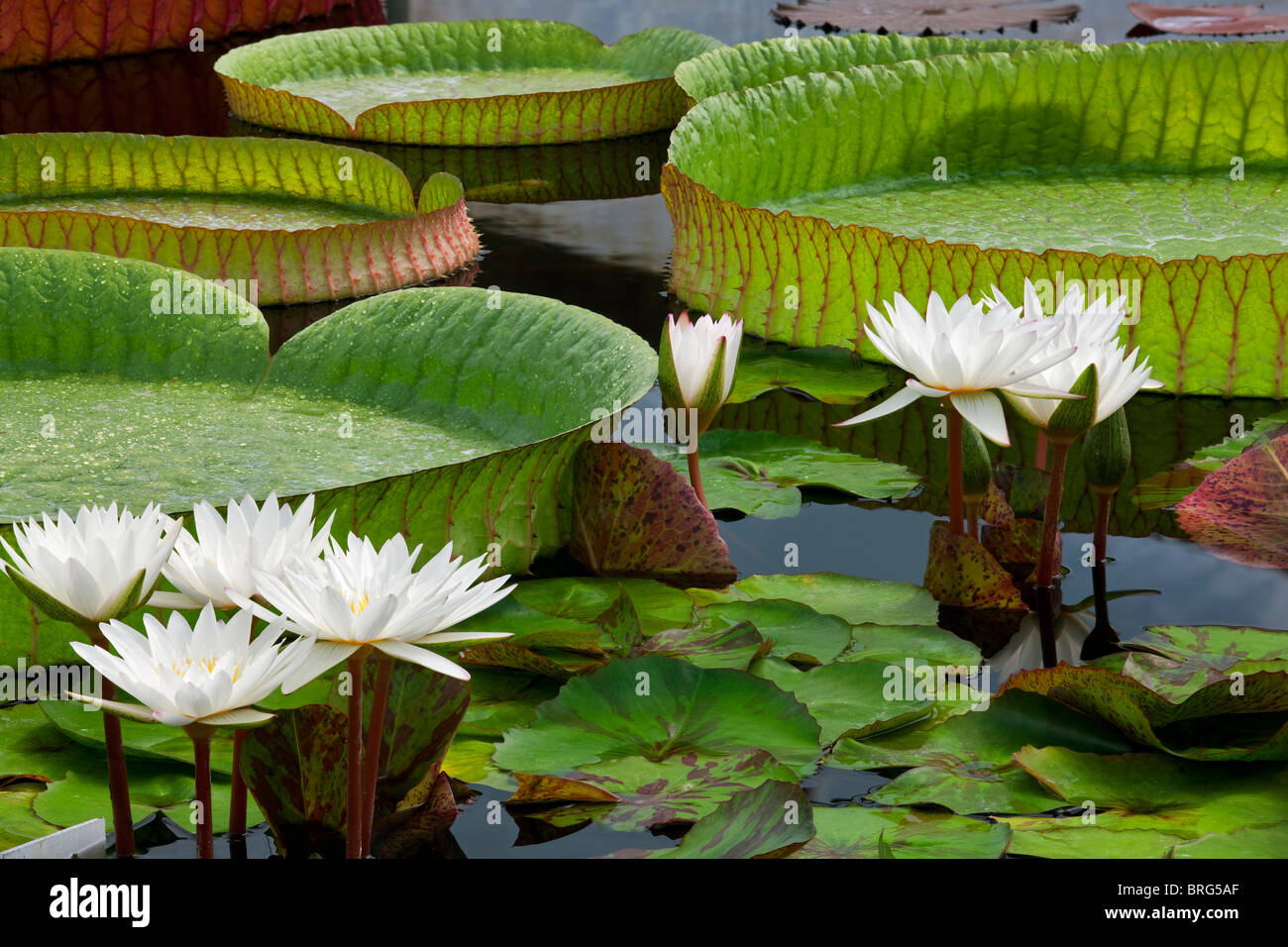 White ninfee tropicali e grandi Amazon Lily foglie. Hughes giardini d'acqua, Oregon Foto Stock