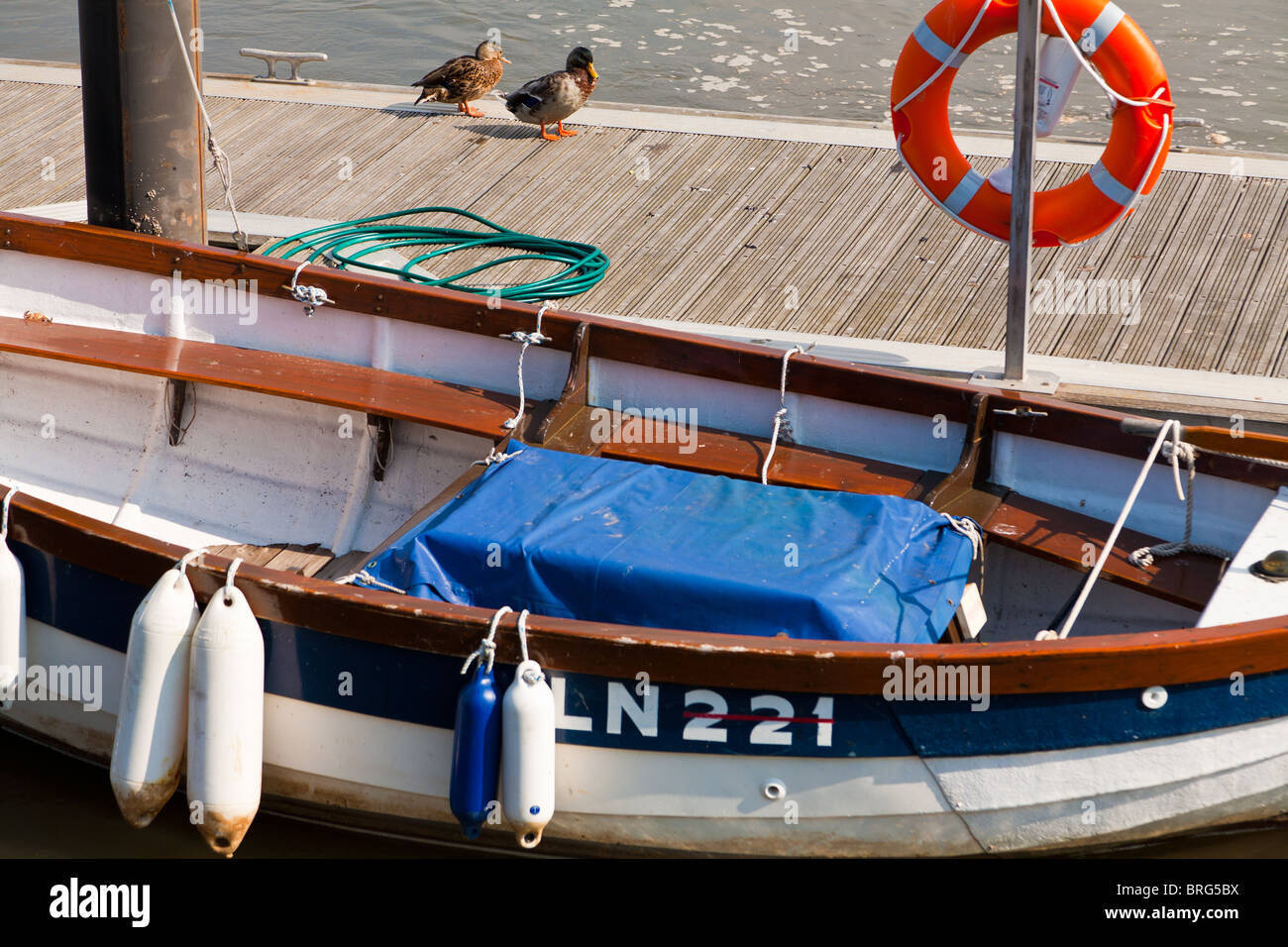 Anatre su un pontone barca in primo piano Foto Stock