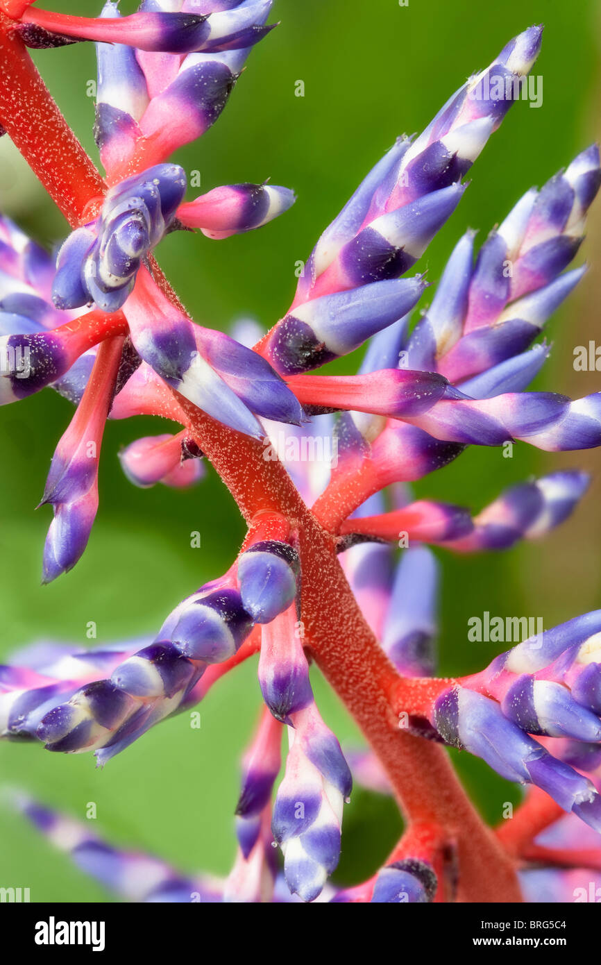 Bromeliad - Vriesea ibrido. Al's nursery, Oregon Foto Stock