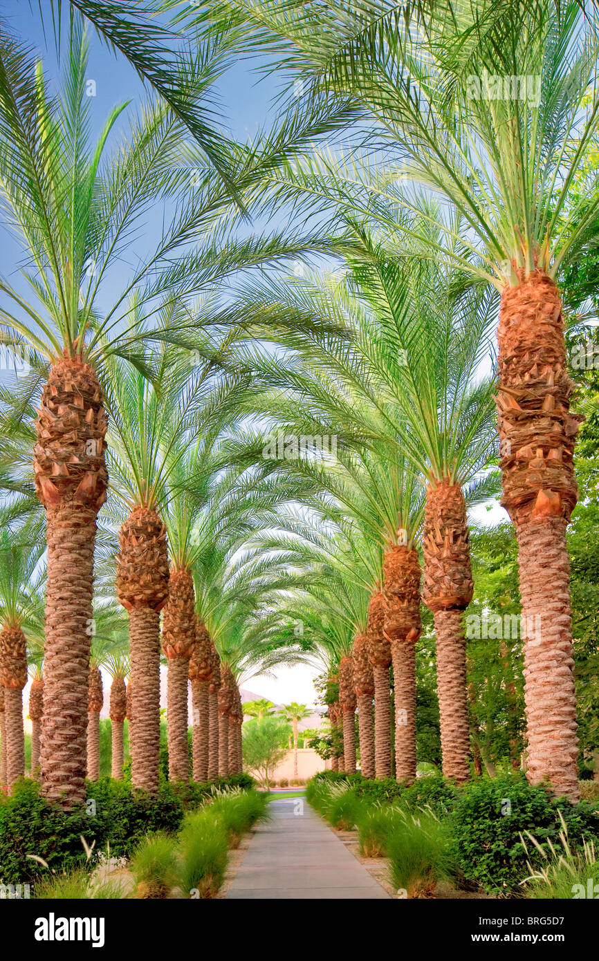 Fiancheggiata da palme percorso. Hyatt. Indian Wells, California Foto Stock