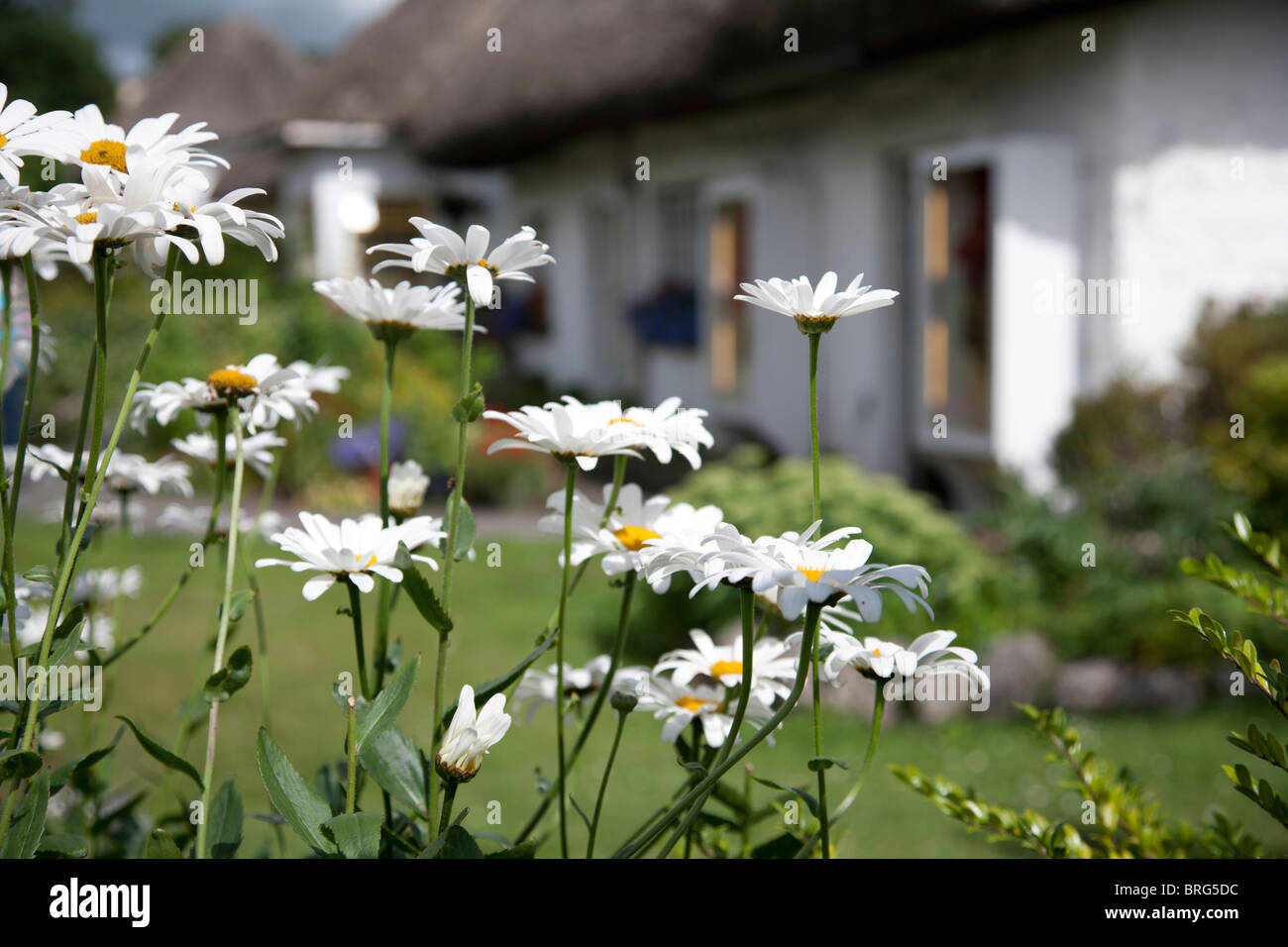 Irish cottage con il tetto di paglia, Adare County Limerick, Irlanda Foto Stock