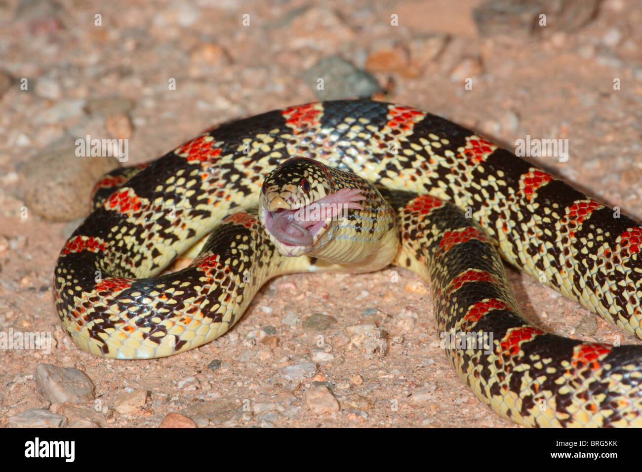 Serpente che mangia serpente immagini e fotografie stock ad alta  risoluzione - Alamy