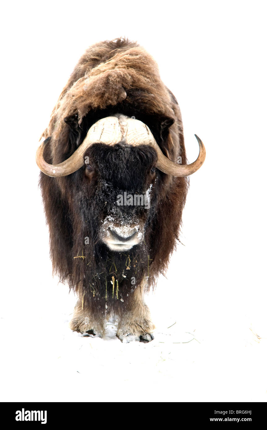 Muskox-ovibos moschatos-yukon wildlife preserve-canada-2008 Foto Stock