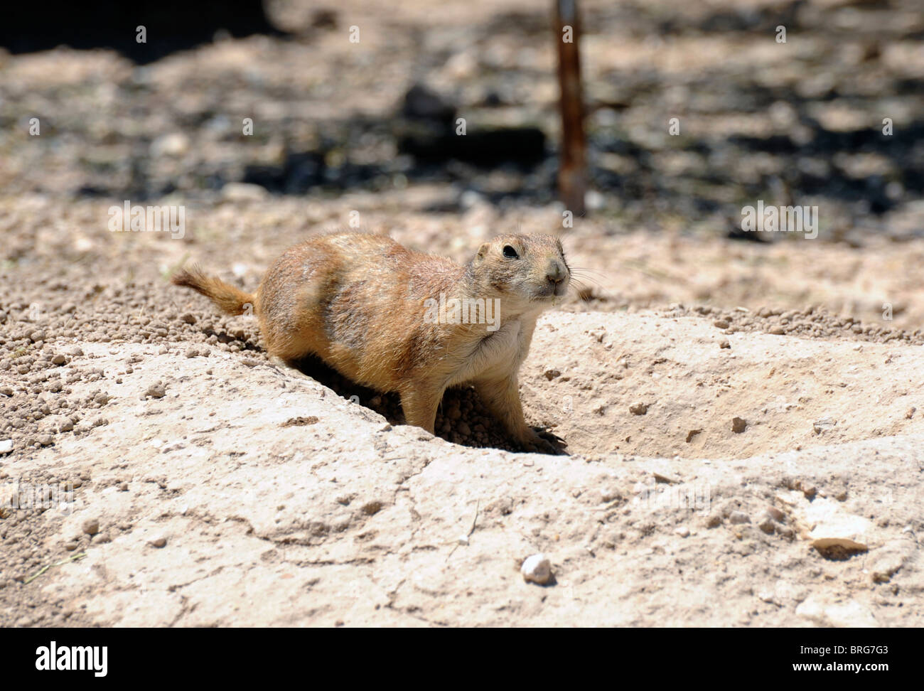 Prairie Dog Town a Living Desert Zoo e giardini Carlsbad New Mexico Foto Stock