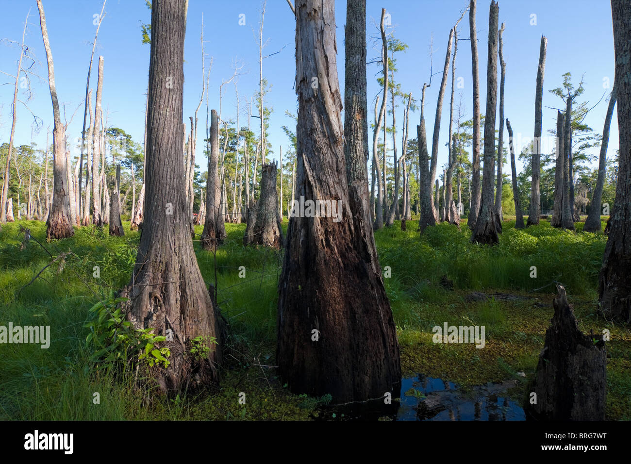 Maestoso cipresso calvo alberi (Taxodium distichum) sorgono dalla palude paludi a Sam Houston Jones del Parco Statale di Lake Charles, Louisiana. Foto Stock