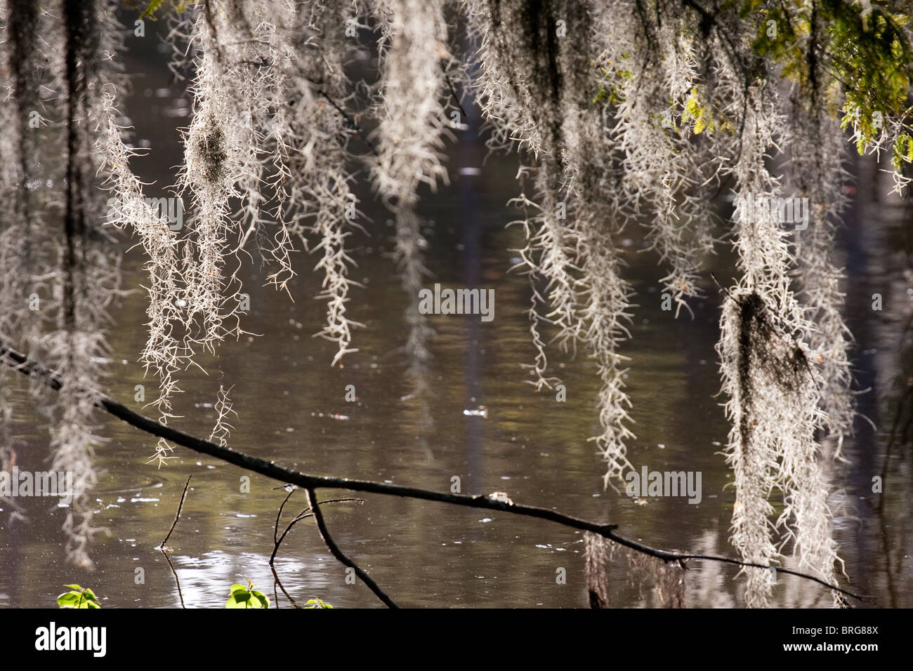 Muschio spagnolo, Tillandsia usneoides, crescendo su cipresso calvo alberi in palude paludi in Louisiana. Foto Stock