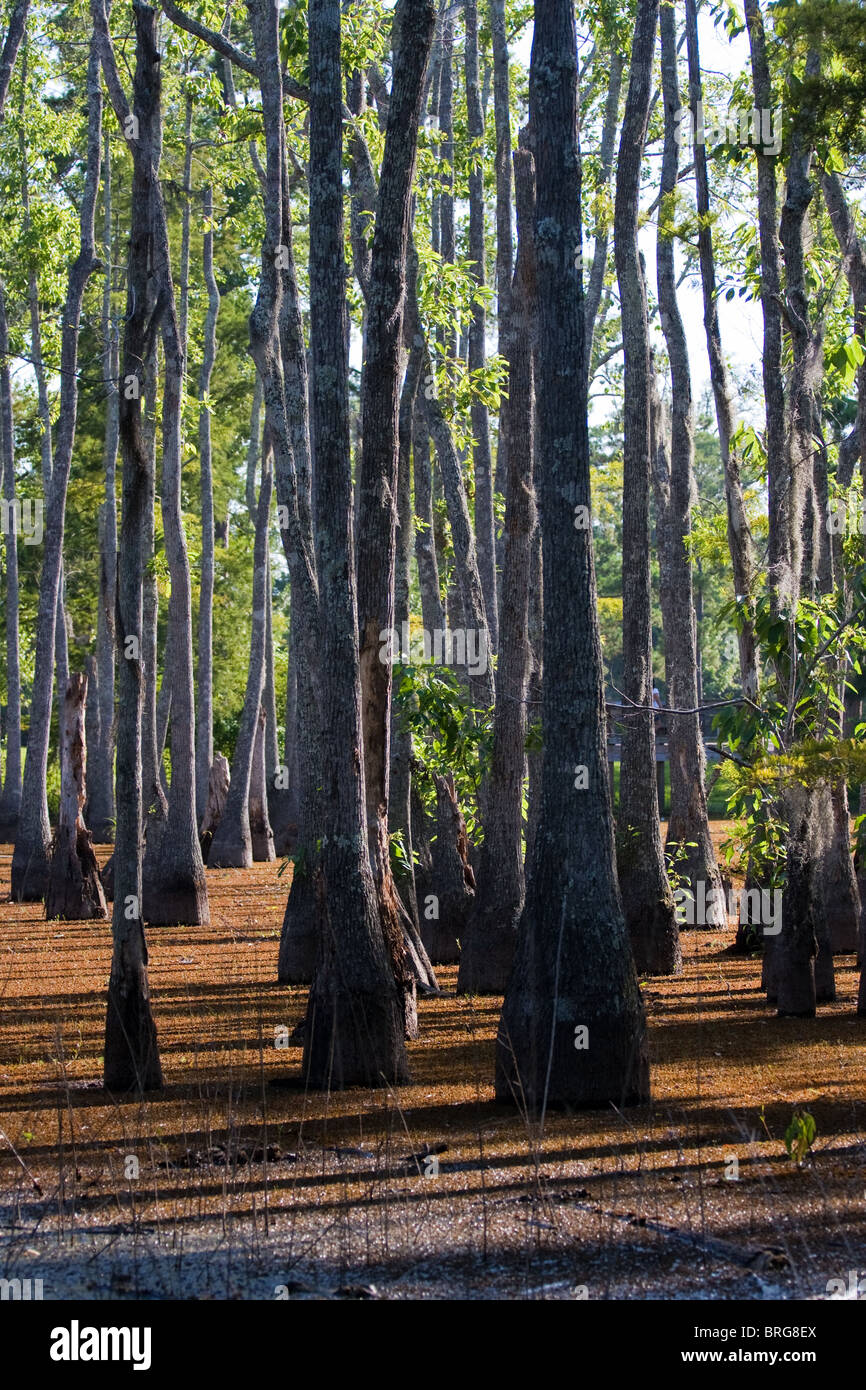 Maestoso cipresso calvo alberi (Taxodium distichum) sorgono dalla palude paludi a Sam Houston Jones del Parco Statale di Lake Charles, Louisiana. Foto Stock