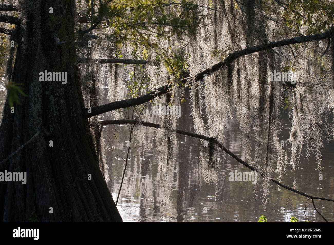 Muschio spagnolo, Tillandsia usneoides, crescendo su cipresso calvo alberi in palude paludi in Louisiana. Foto Stock