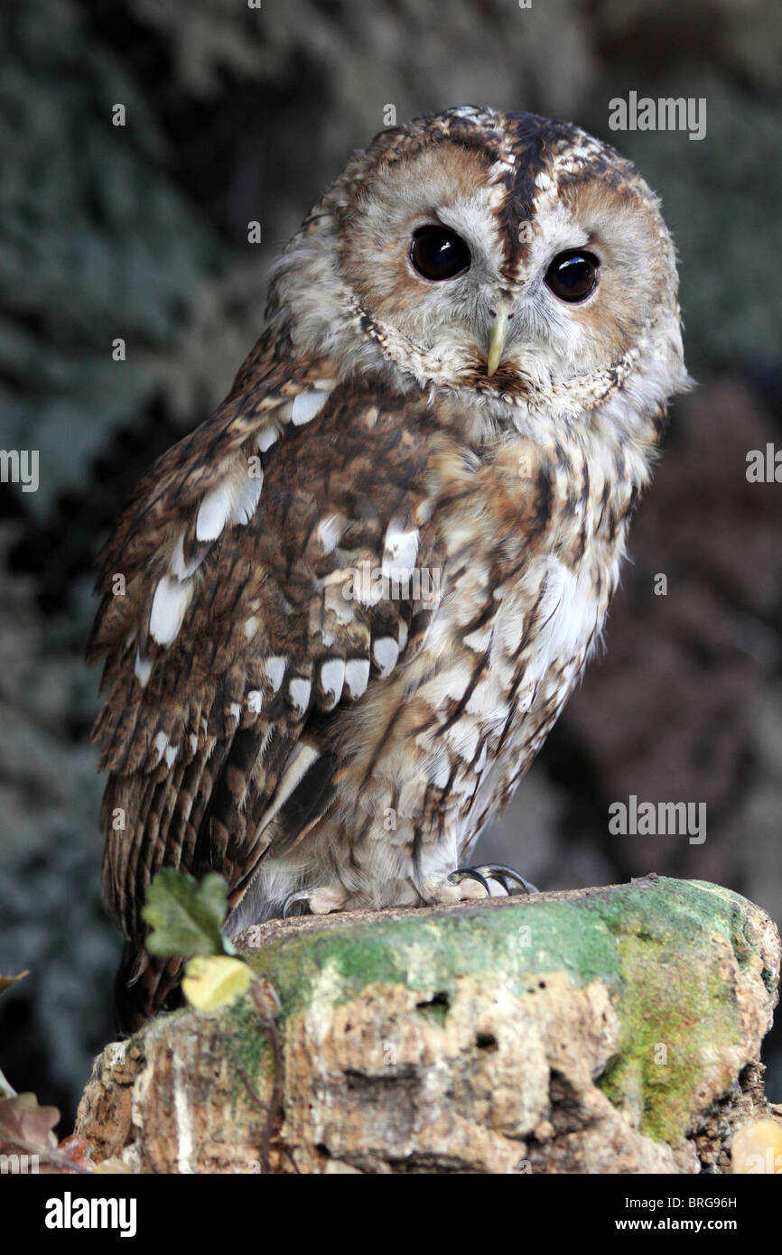 Captive Allocco Strix aluco a "magia animale' evento, Martin mera WWT, LANCASHIRE REGNO UNITO Foto Stock