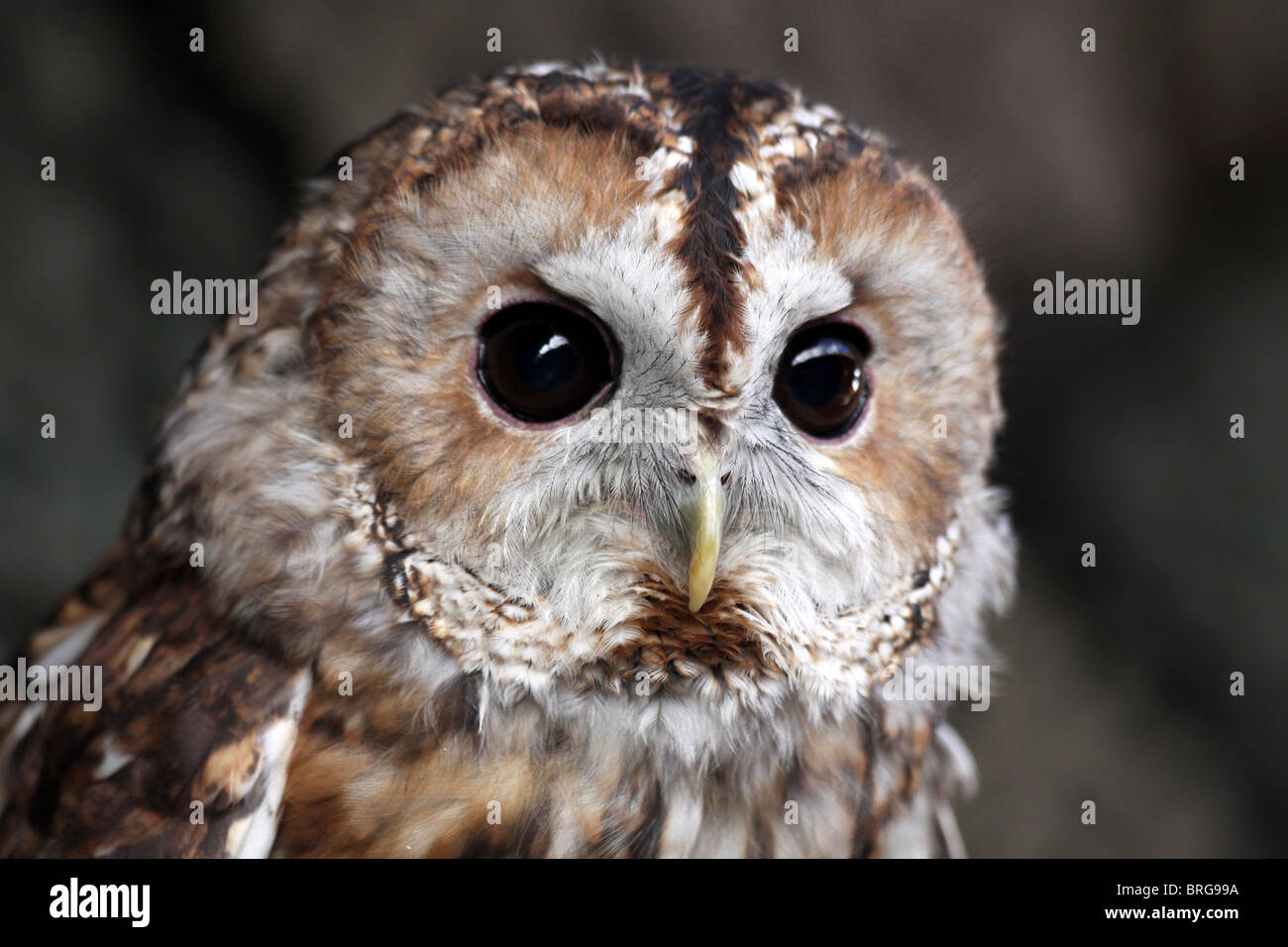 Capo di un Captive Allocco Strix aluco a "magia animale' evento, Martin mera WWT, Lancashire, Regno Unito Foto Stock
