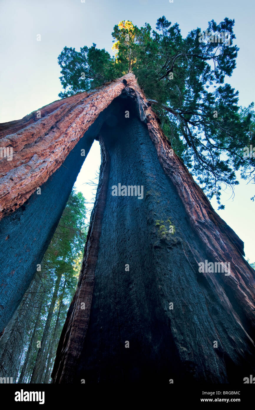 Clothspin Tree. Sequoia gigante Redwood. Mariposa Grove. Parco Nazionale di Yosemite in California Foto Stock