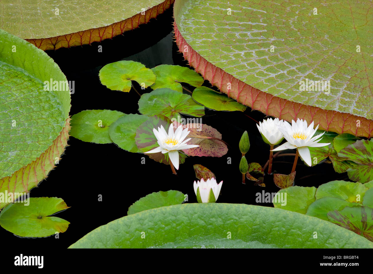 White ninfee tropicali e grandi Amazon Lily foglie. Hughes giardini d'acqua, Oregon Foto Stock