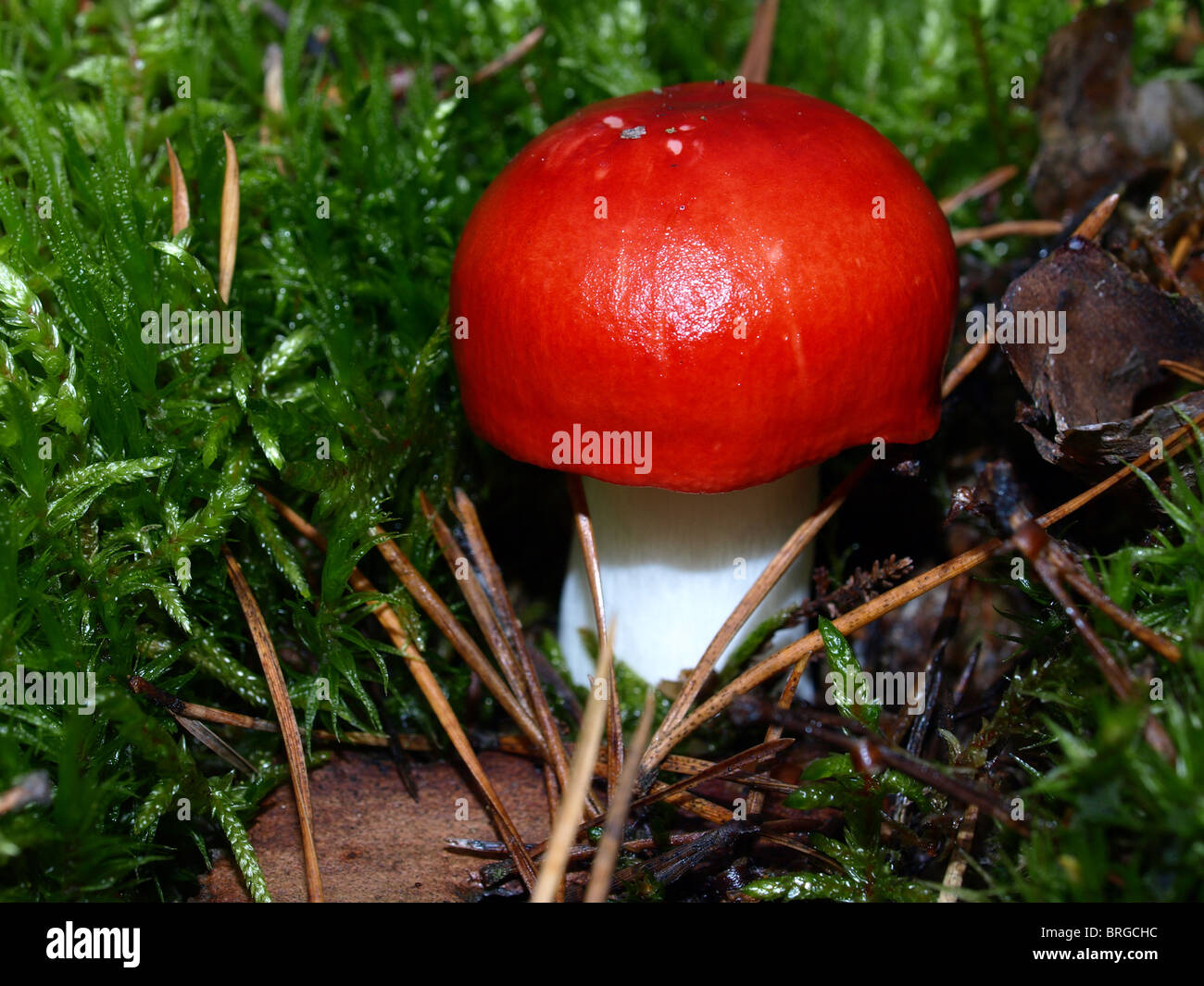 Testa a fungo, rosso Russula tra autunno foglie colorate per lettiera Foto Stock