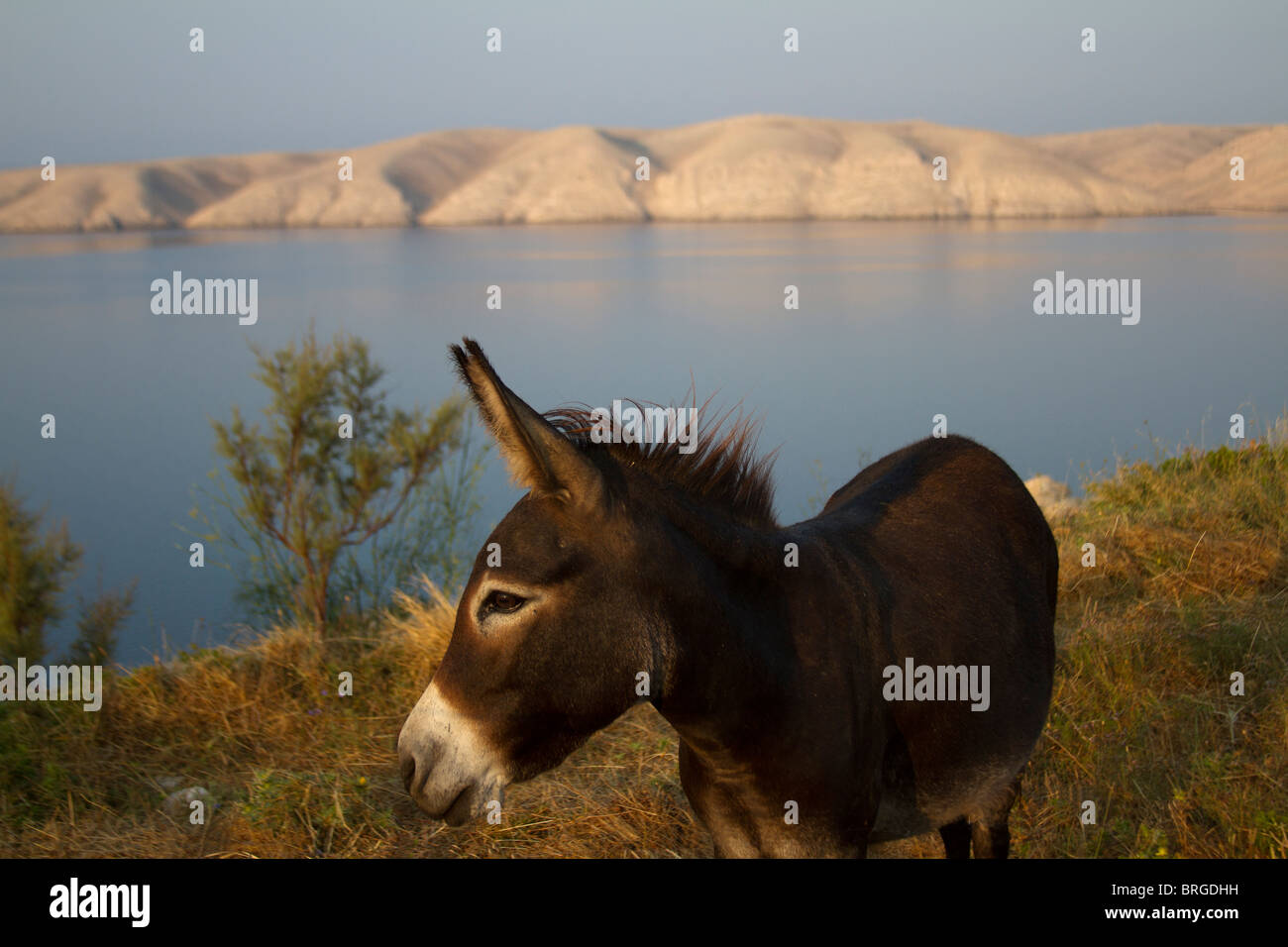 Asino animale del mare, blu, marrone, campagna, carino, domestici, orecchio, azienda agricola, campo, divertenti, funny, verde, testa, vacanza, paesaggio Foto Stock