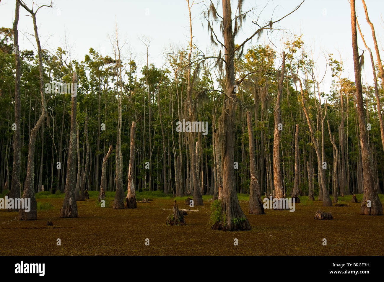 Maestoso cipresso calvo alberi (Taxodium distichum) sorgono dalla palude paludi a Sam Houston Jones del Parco Statale di Lake Charles, Louisiana. Foto Stock