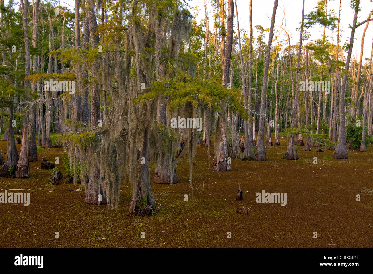 Maestoso cipresso calvo alberi (Taxodium distichum) sorgono dalla palude paludi a Sam Houston Jones del Parco Statale di Lake Charles, Louisiana. Foto Stock