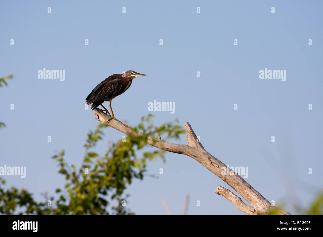 Airone verde (Butorides virescens) in habitat naturale in Sabine National Wildlife Refuge, Louisiana. Foto Stock