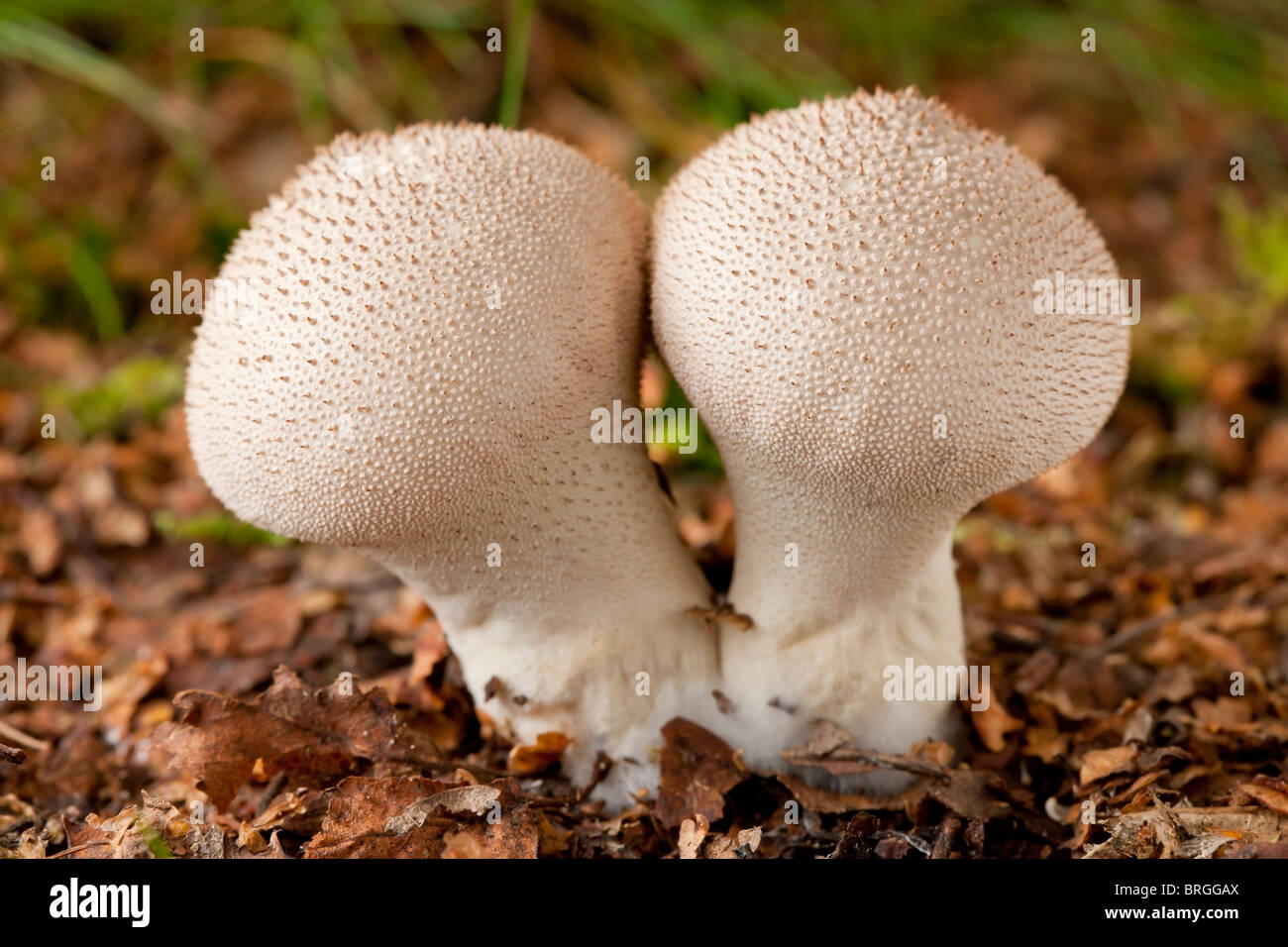 Comune di funghi puffball (Lycoperdon perlatum) Foto Stock