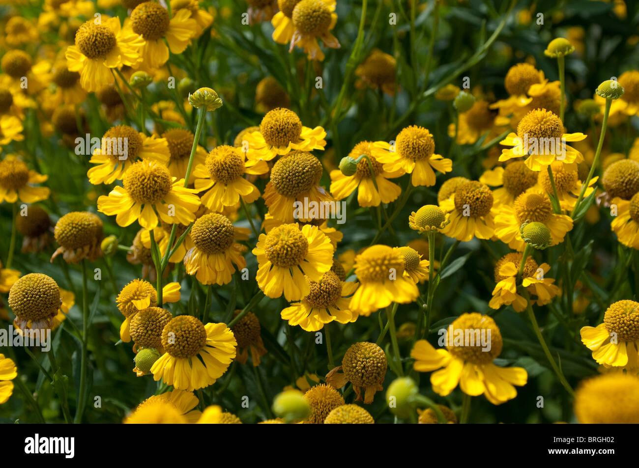 Helenium autumnale, sneezeweed comune Foto Stock