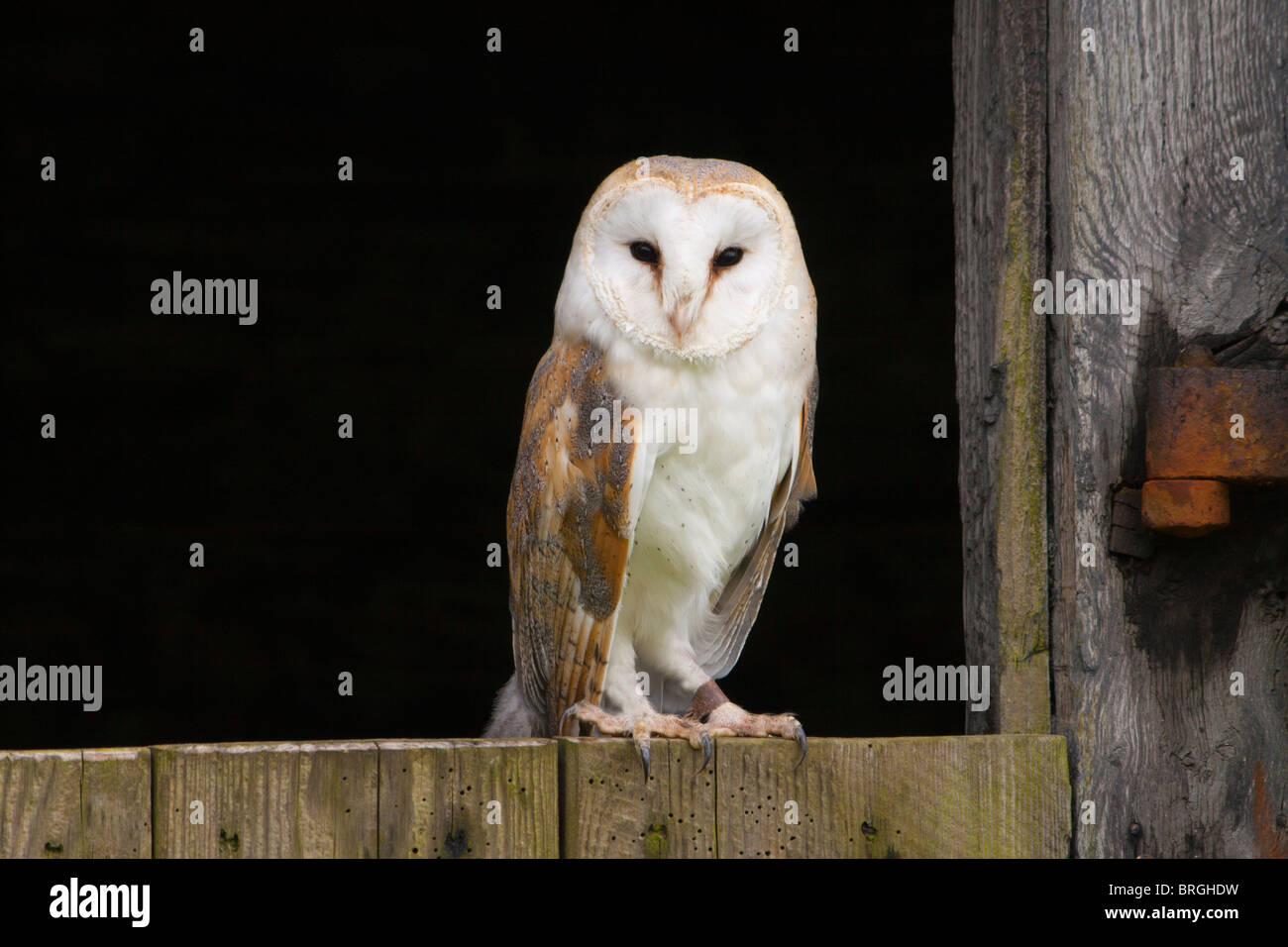 Il barbagianni (Tyto alba) seduto su di una porta stabile. Foto Stock