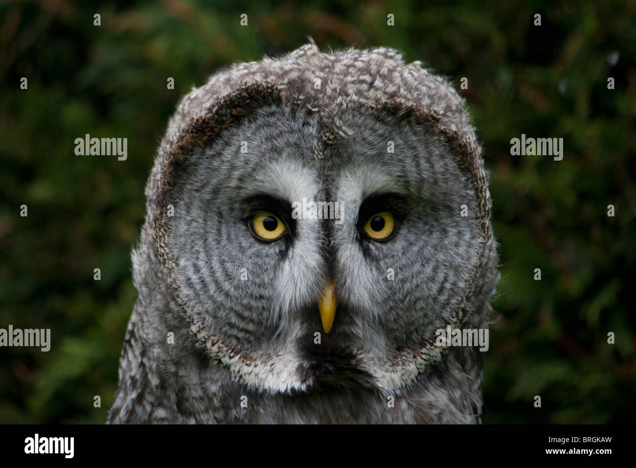 Ritratto di un grande gufo grigio o Lapponia Allocco - Strix Nebulosa Foto Stock