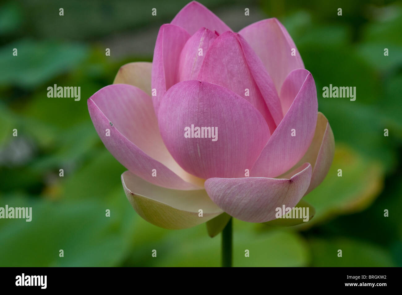 Nelumbo nucifera, Lotus, Lotus indiano, Sacro Lotus, fagiolo di India Foto Stock