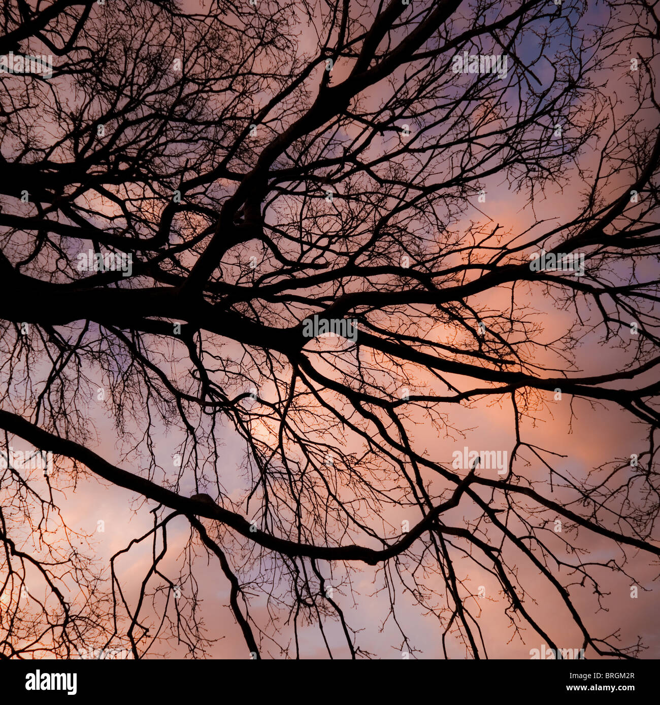 Numerosi rami di alberi silhouette con un colorato arancione e viola sky in background. Formato quadrato. Foto Stock