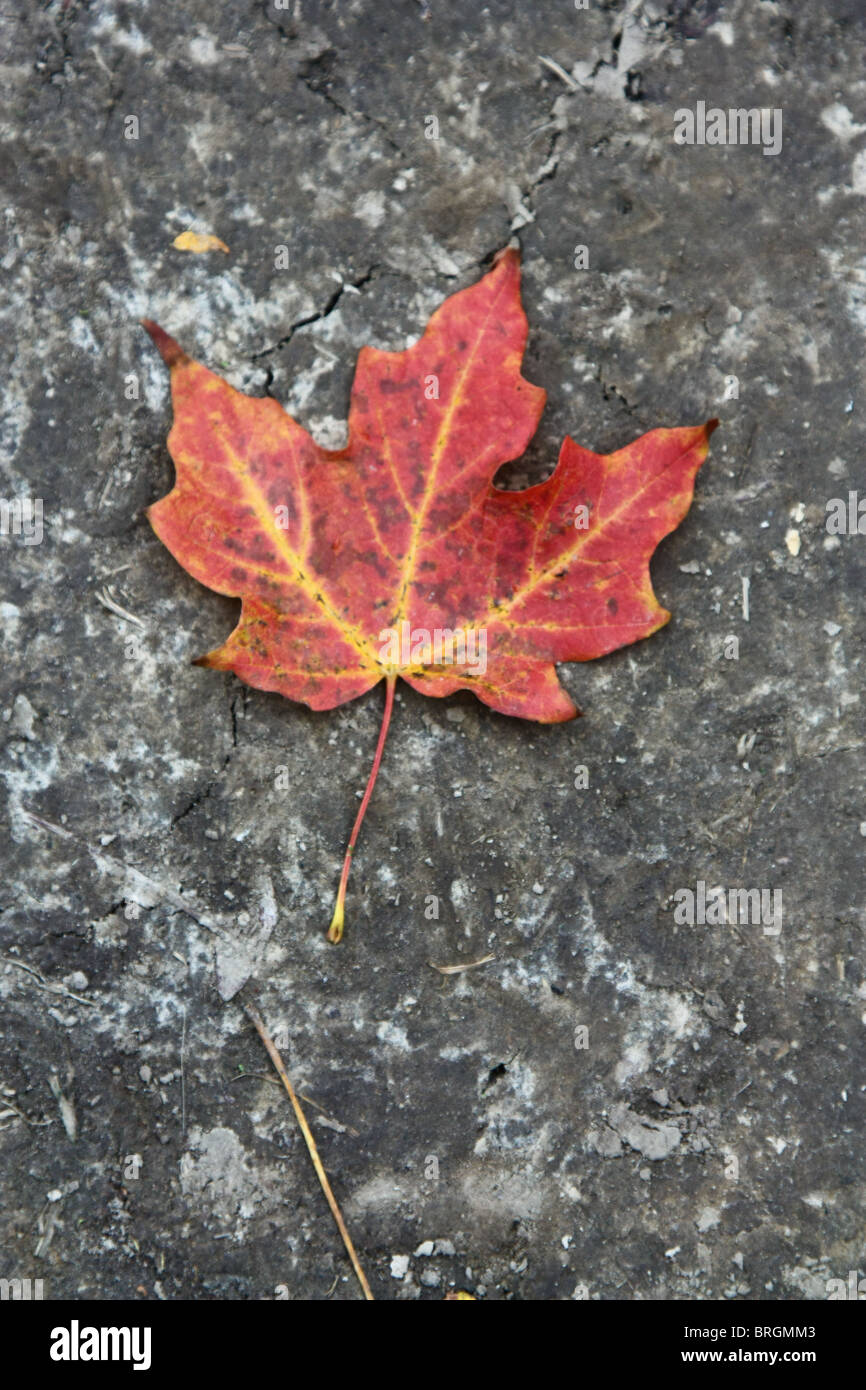 Red maple leaf terra Foto Stock