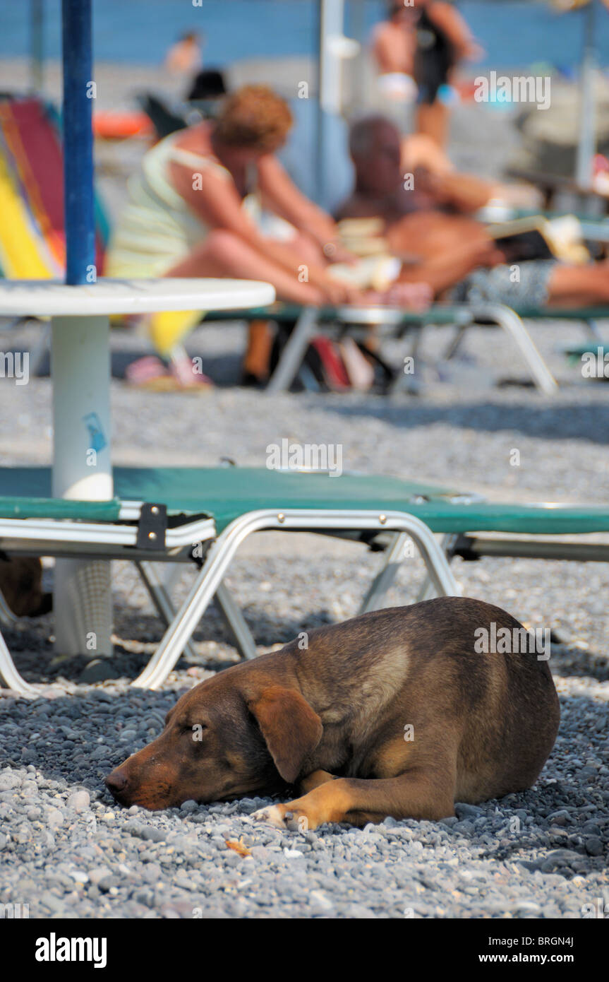 Un cane locale gode l'ombra di un ombrellone in Kamari - Santorini Island, Grecia. Foto Stock