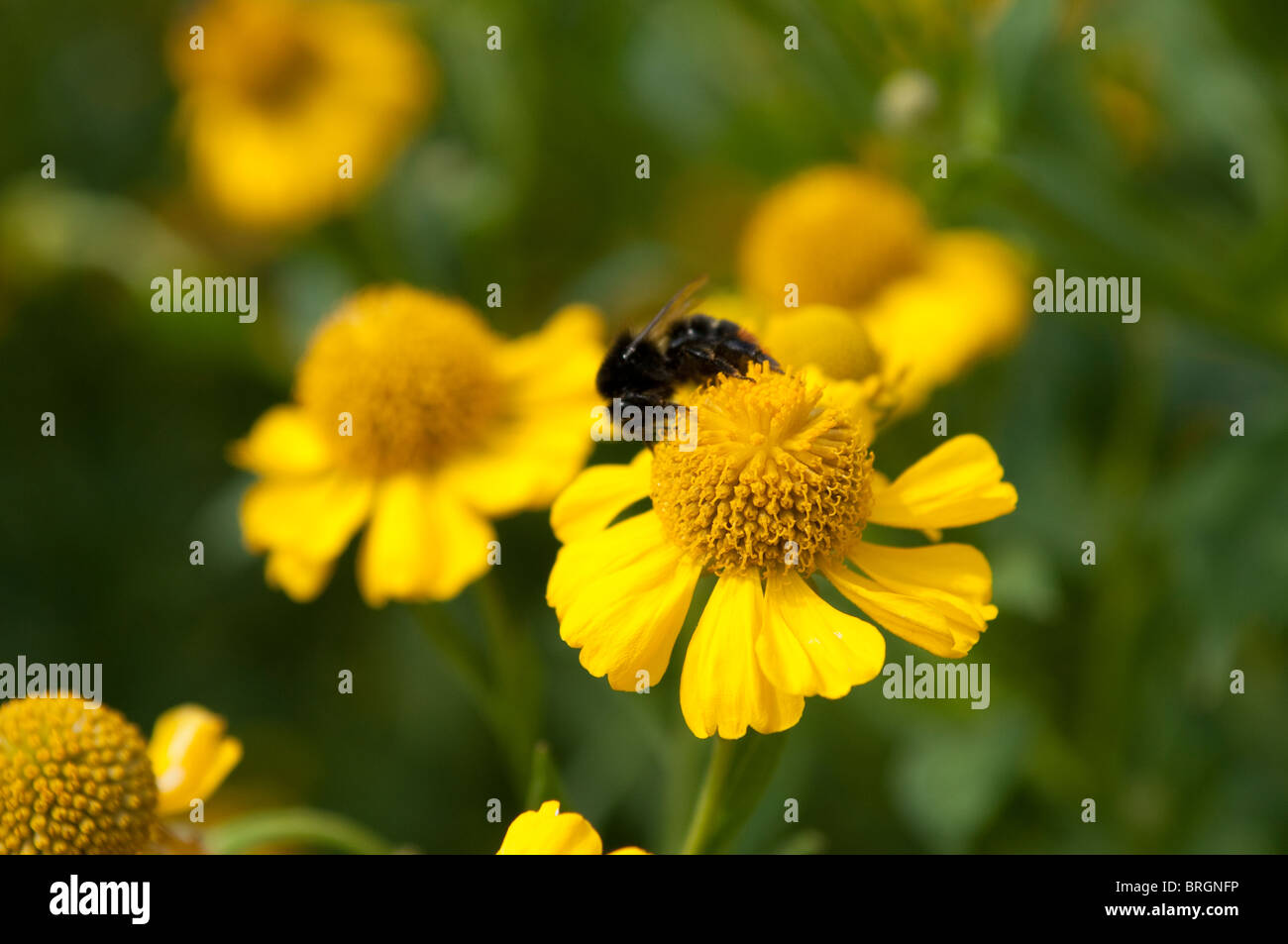 Helenium autumnale, sneezeweed comune Foto Stock