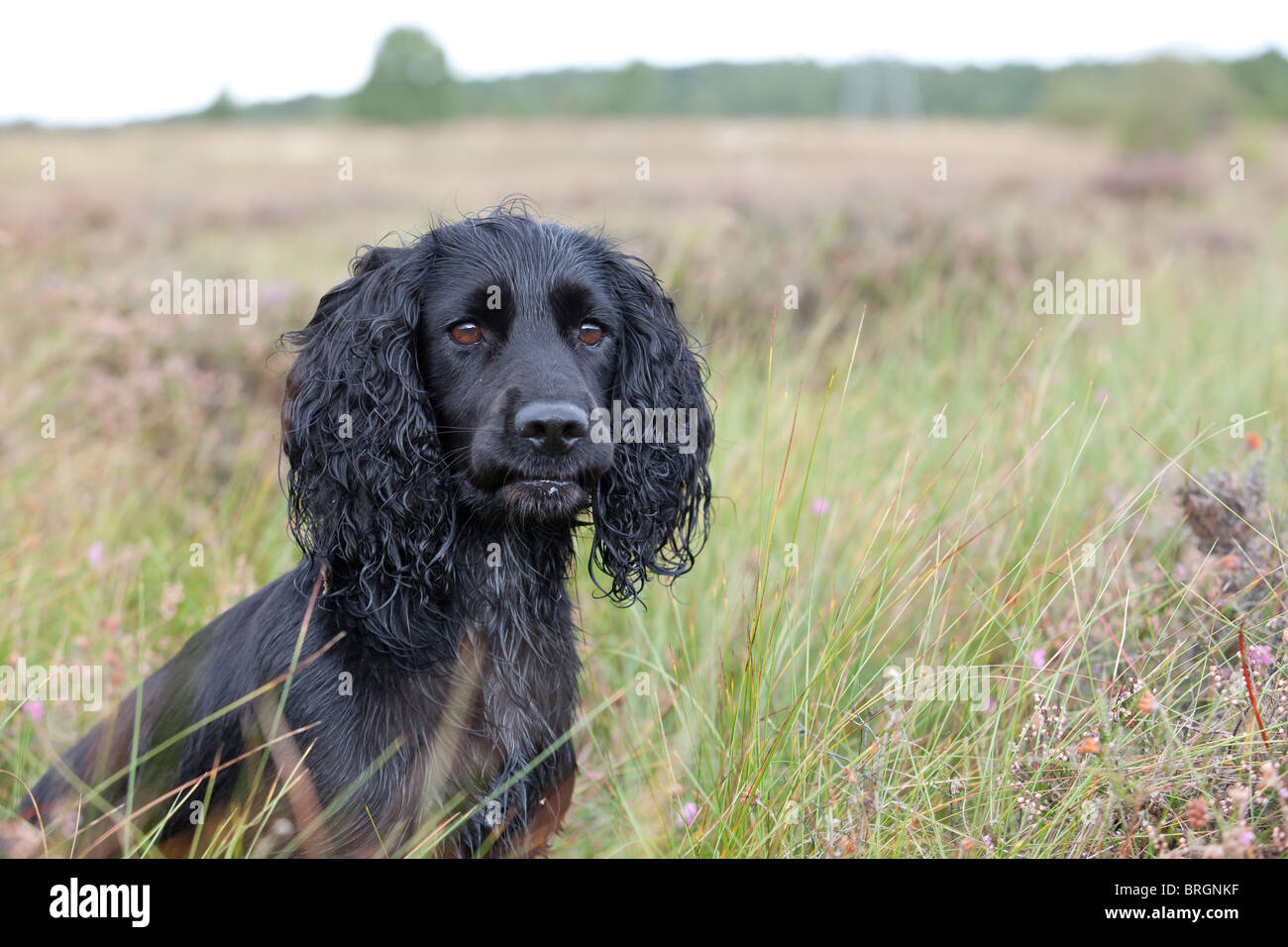 Lavorando English cocker spaniel seduto in erba Foto Stock