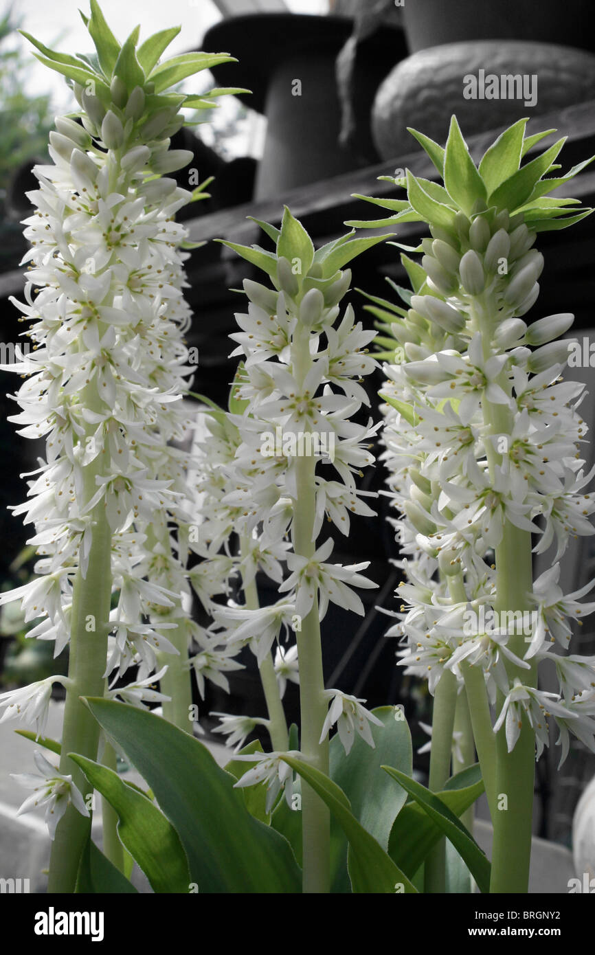 Ananas Lily (Eucomis bicolor) Foto Stock