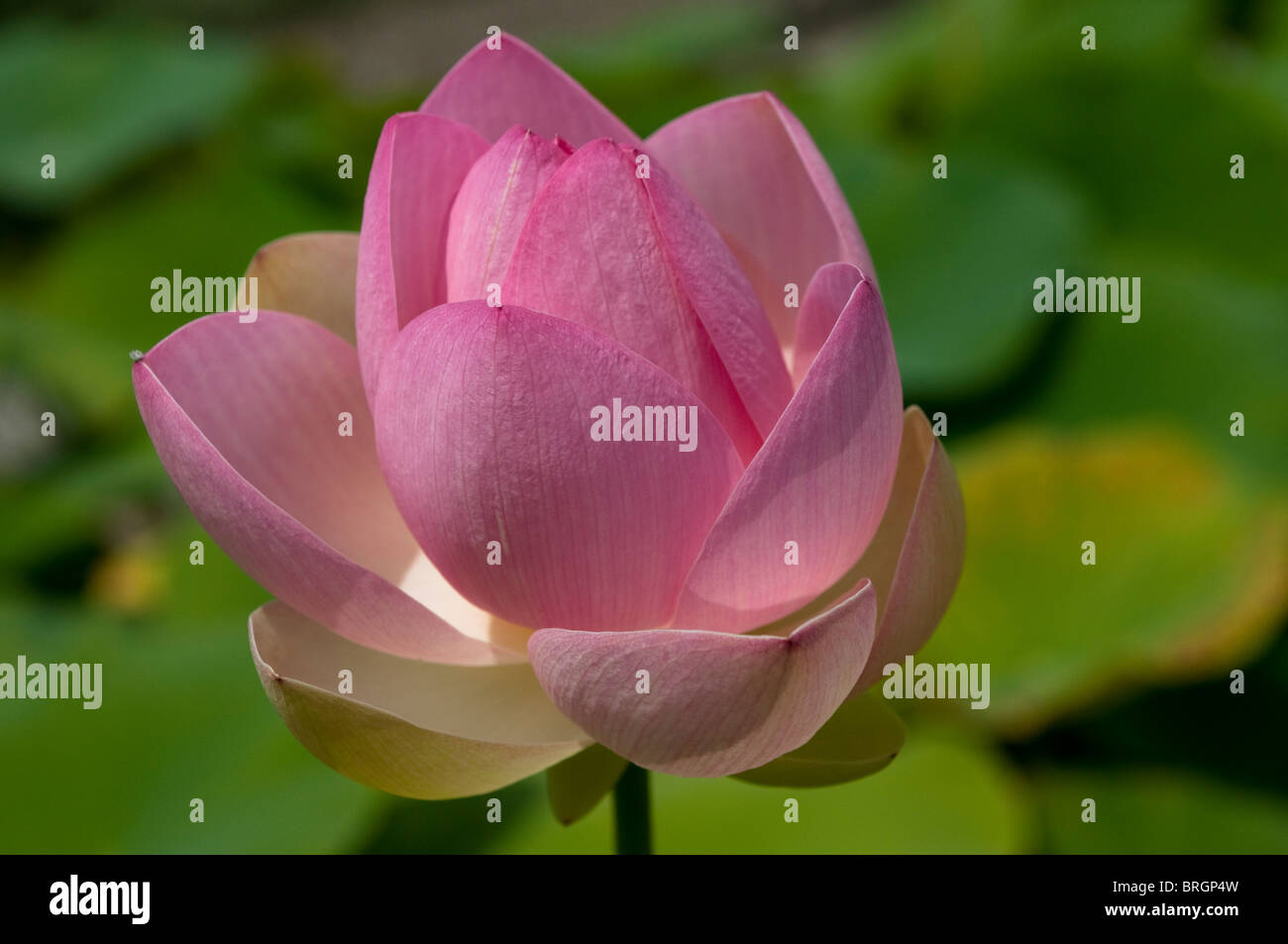 Nelumbo nucifera, Lotus, Lotus indiano, Sacro Lotus, fagiolo di India Foto Stock