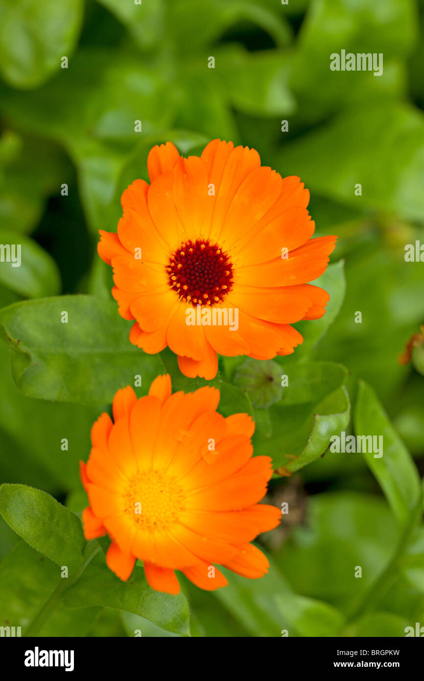 Una coppia di comune Calendula fiori che sbocciano in autunno nel Regno Unito Foto Stock