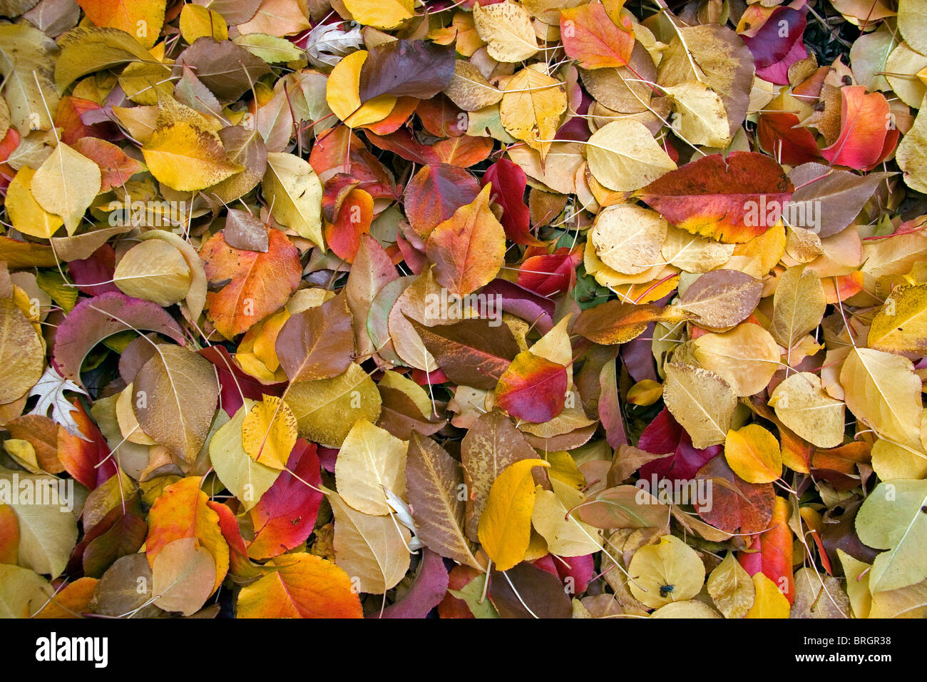 Colorato Foglie di autunno in Idaho. Foto Stock