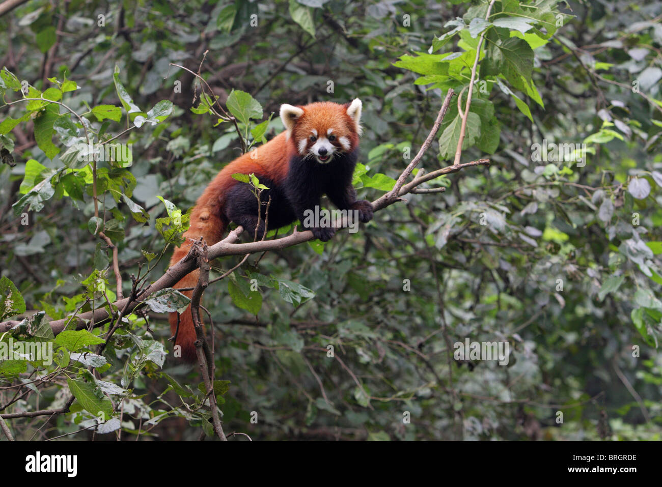 Panda rosso Ailurus fulgens arrampicata a rami di un albero con il contatto visivo Foto Stock