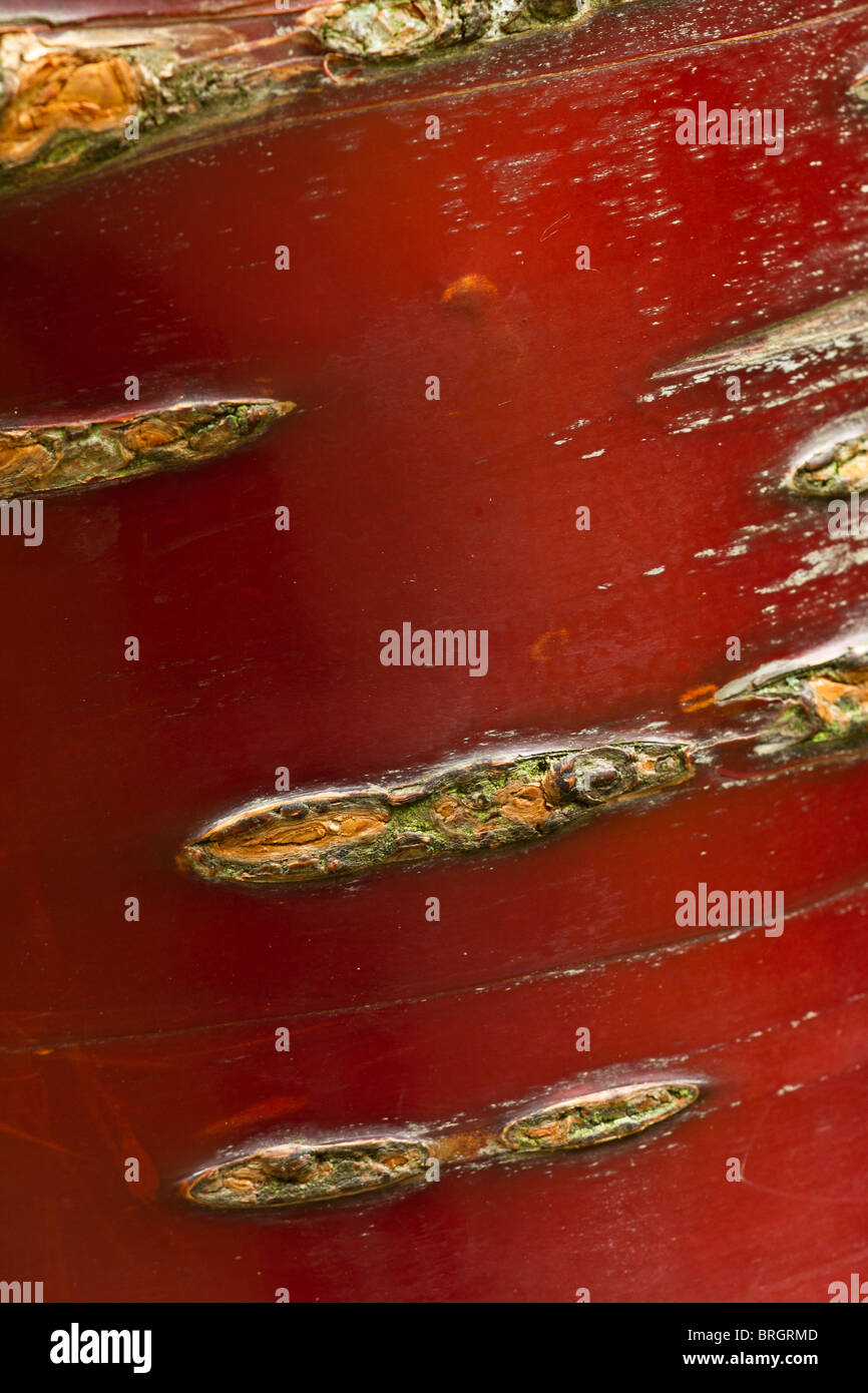 Profondo rosso brillante corteccia del popolo tibetano ciliegio (Prunus serrula) tree in primavera nel Sussex, Regno Unito Foto Stock