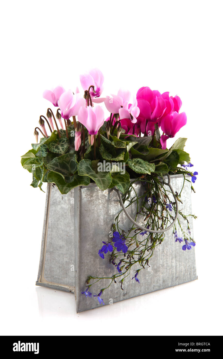 Rosa e ciclamino Lobelia blu in metallo borsa di decorazione Foto Stock