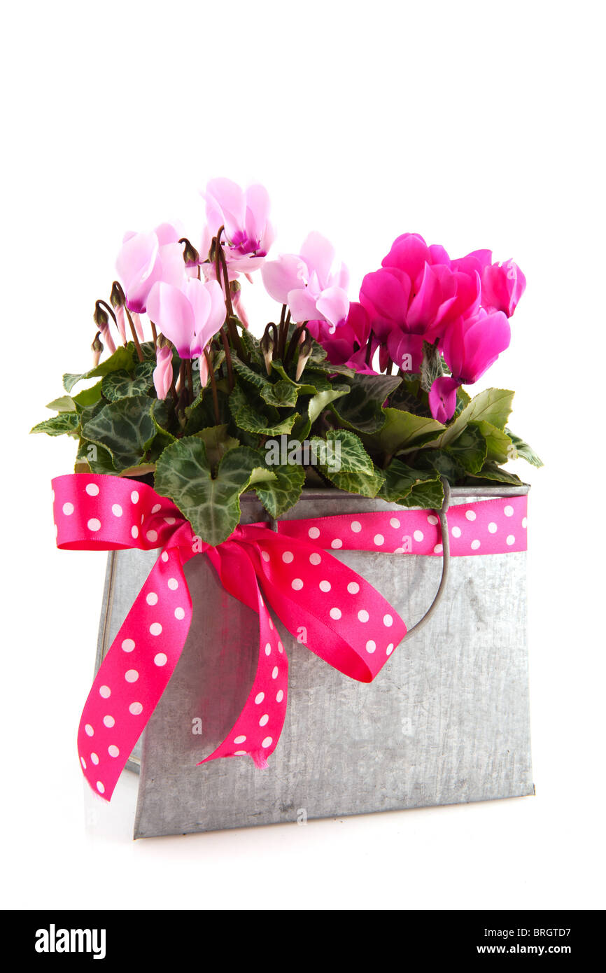 Rosa Ciclamino uft un compleanno in metallo borsa di decorazione Foto Stock