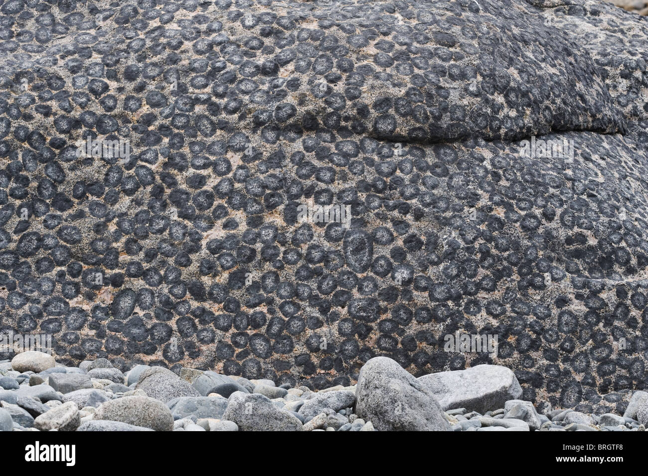 Orbicular roccia di granito in Granito Orbicular Santuario de la Naturaleza Rodillo costa del Pacifico deserto di Atacama cile america del sud Foto Stock