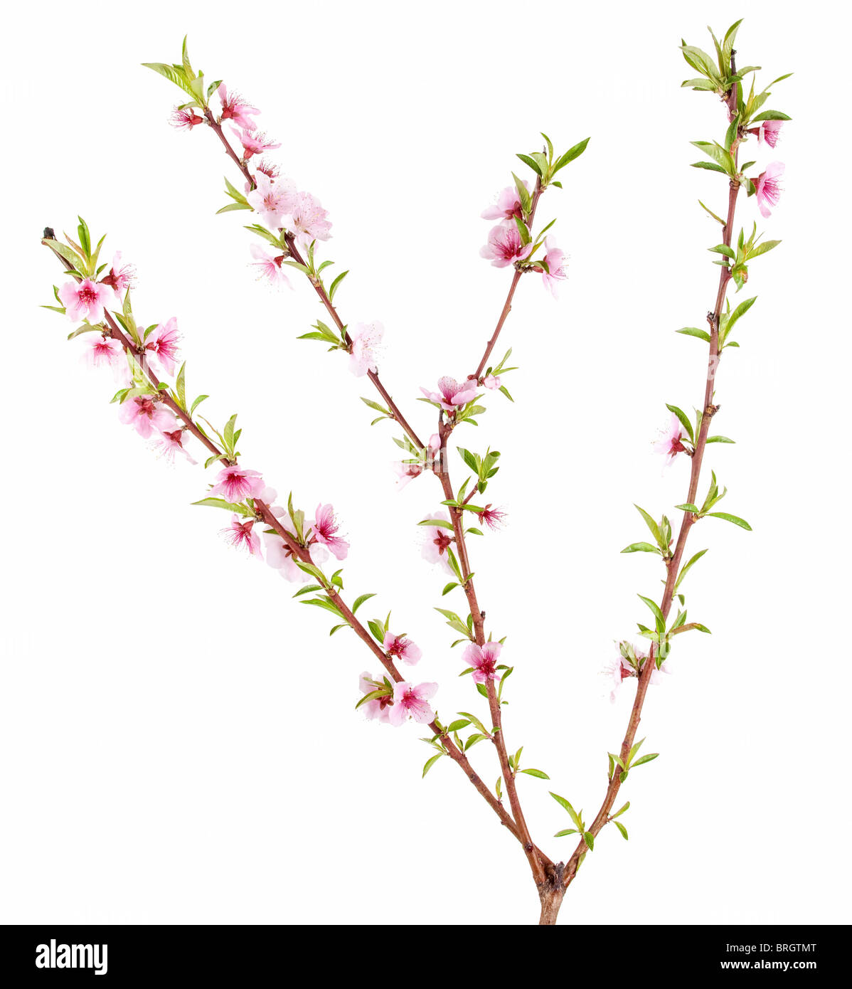 Pesco ramo con fiori e foglie isolato su bianco Foto Stock