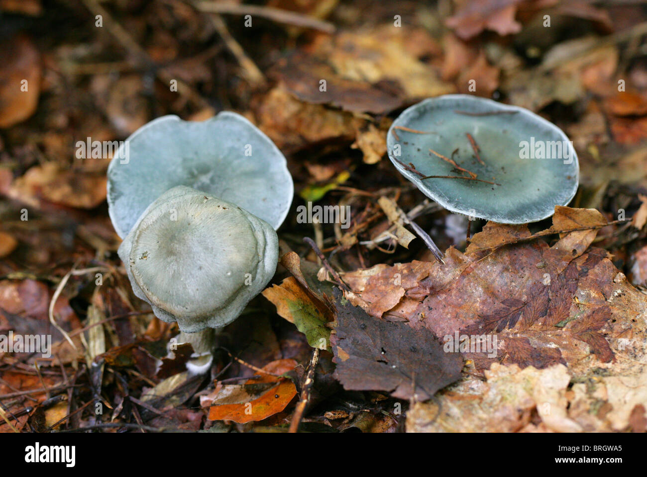 Tappo di anice, imbuto di anice o blu-verde, Clitocybe Clitocybe odora, Tricholomataceae Foto Stock