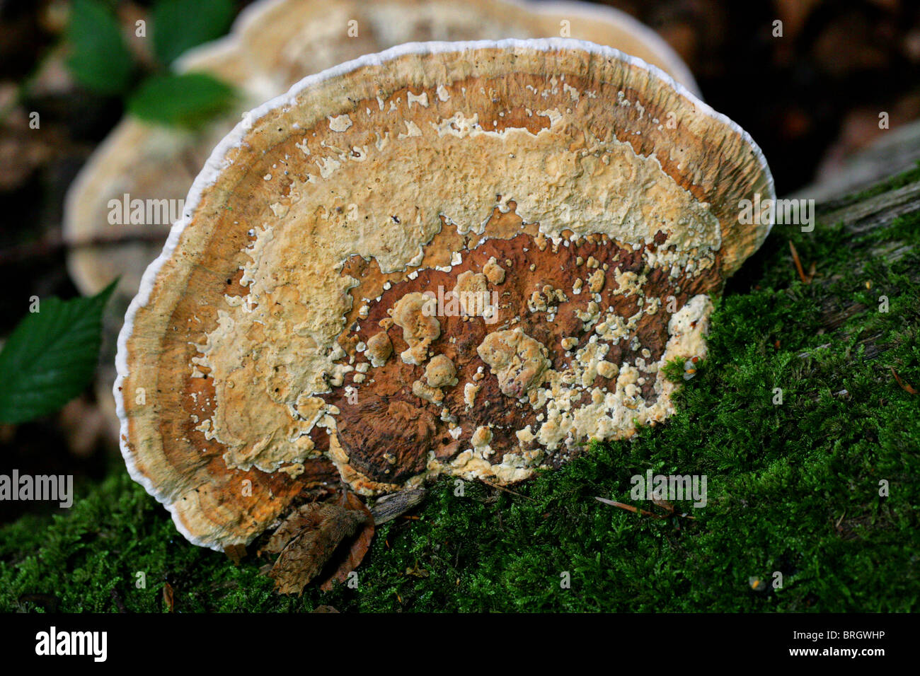 La Betulla Mazegill, Lenzites betulinus (betulina), Polyporaceae. Foto Stock