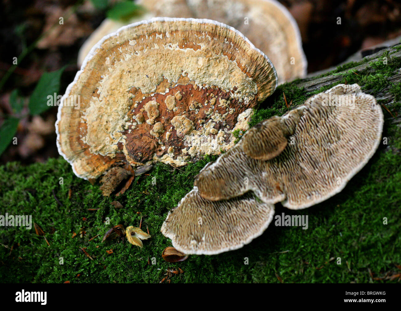 La Betulla Mazegill, Lenzites betulinus (betulina), Polyporaceae. Foto Stock