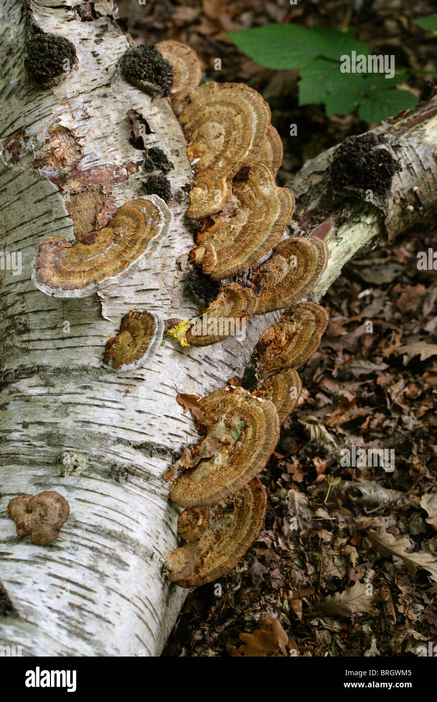 La Betulla Mazegill, Lenzites betulinus (betulina), Polyporaceae. Foto Stock