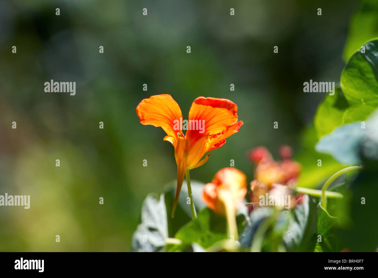 Fiori di un Nasturtium pianta annuale. Foto Stock