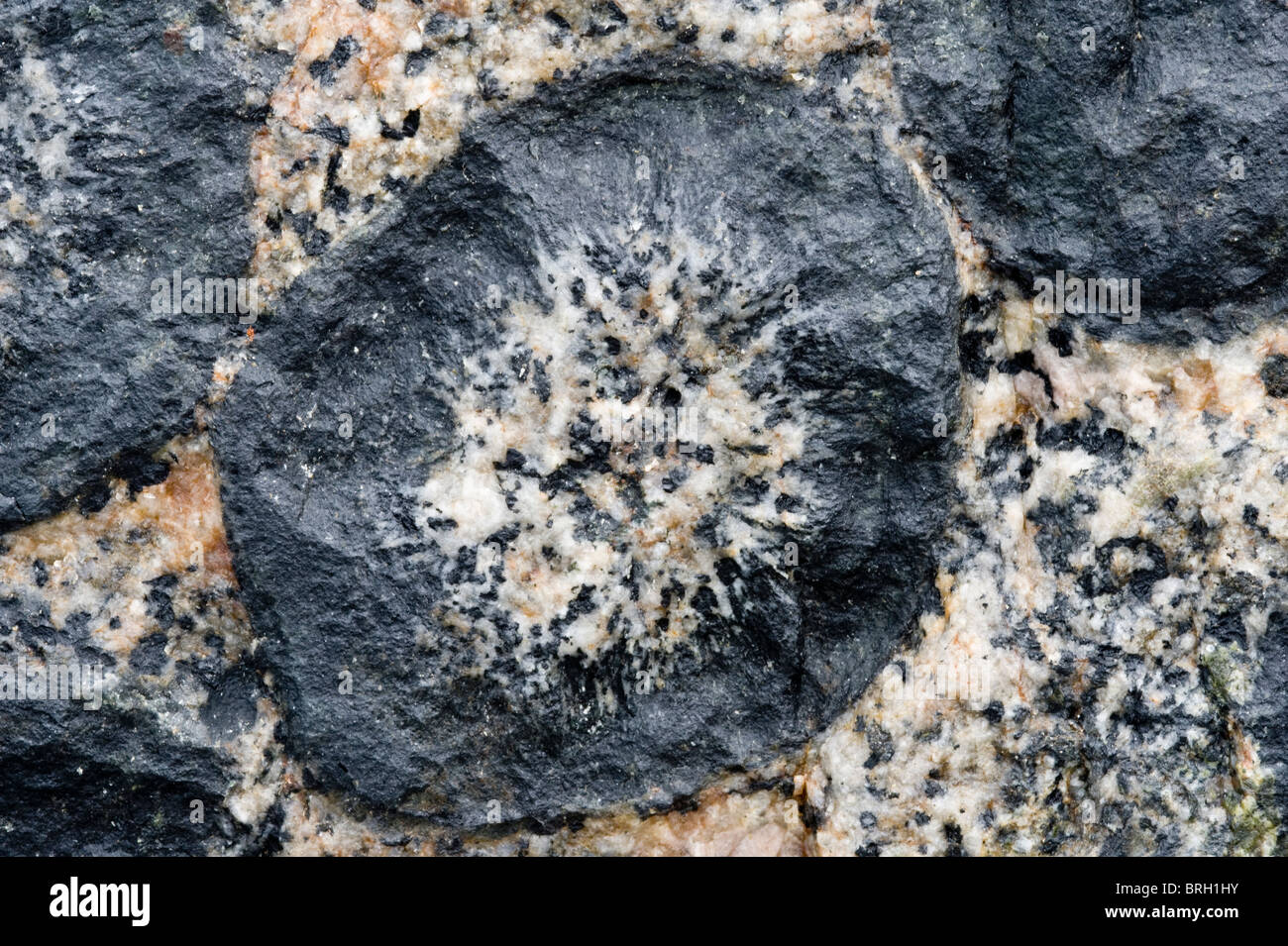 Close-up orbicular di roccia di granito Granito Orbicular Santuario de la Naturaleza Rodillo Pacific Coast Atacama cile america del sud Foto Stock